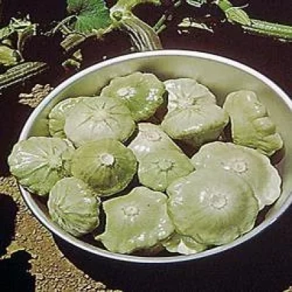 Кабачки сорта Patty Green Tint F1 в металлической миске на фоне растения - Патти Грин Тинт F1