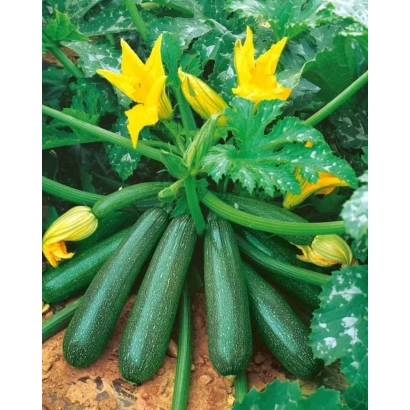 Свежие кабачки с желтыми цветами на фоне зелени - Пилот