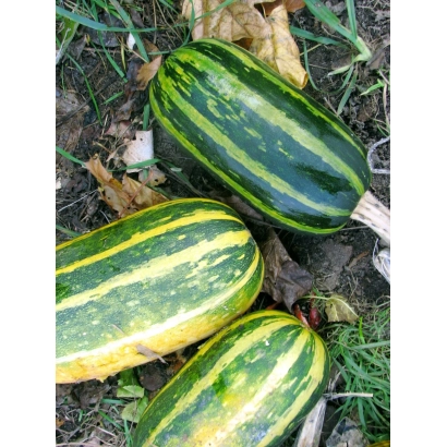 Три кабачка сорта ПОГРЕБОК лежат на земле среди травы и листьев.