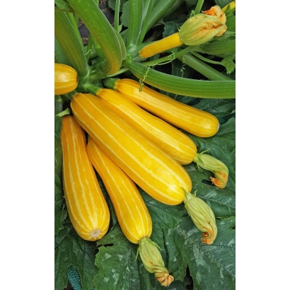 Жовті кабачки сорту ПОЛОСАТЕ СОНЕЧКО на рослинні
