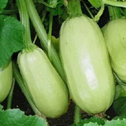 Свежие кабачки на грядке - РОЛИК