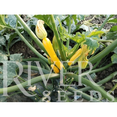 Желтые цветки кабачка на фоне зелени с логотипом RIVER SEEDS - Сабина