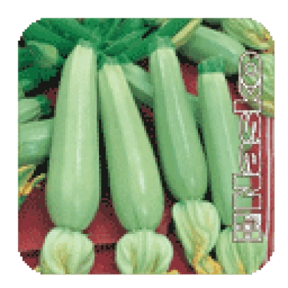 Семена кабачка САДКО F1 на упаковке