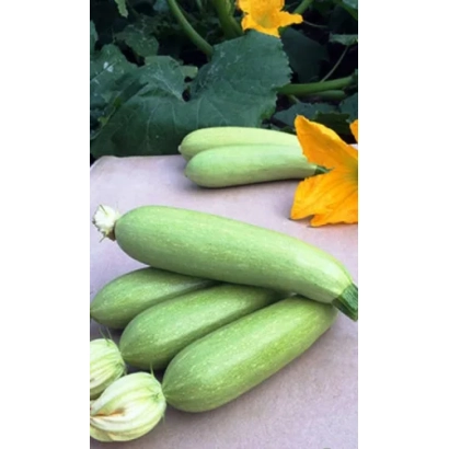 Кабачки сорта Сосновский на фоне листьев и цветка