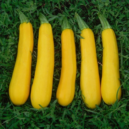 Yellow zucchini on green grass - Sunlight