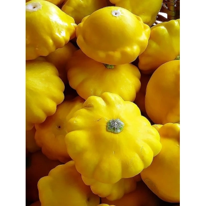 Желтые кабачки сорта Таболинский