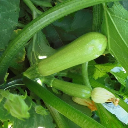 Свіжий кабачок на рослинні - ТІЯ