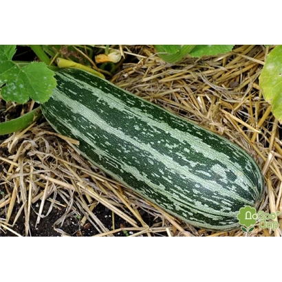 Кабачок Тигретто ди Италия на земле