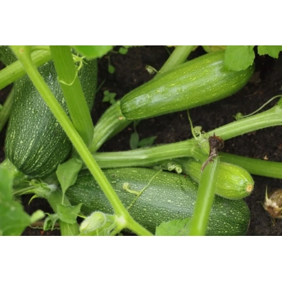 Зеленые кабачки на грядке - Вилина