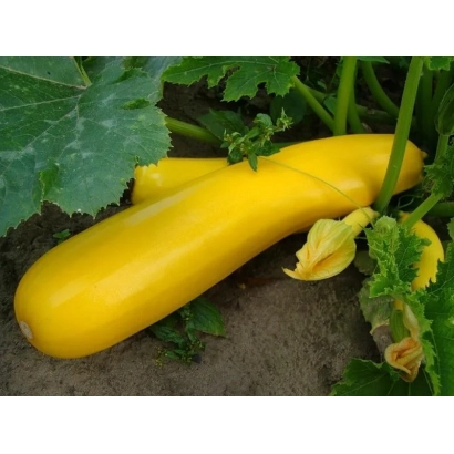 Желтый кабачок Золотинка на грядке с листьями и цветком