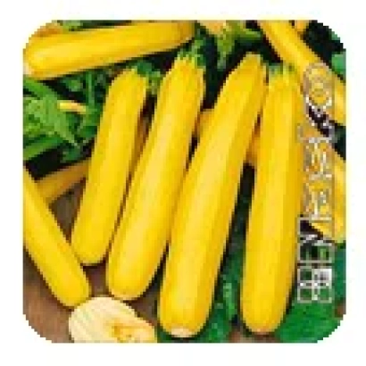 Желтые кабачки сорта Золотинка на зеленом фоне