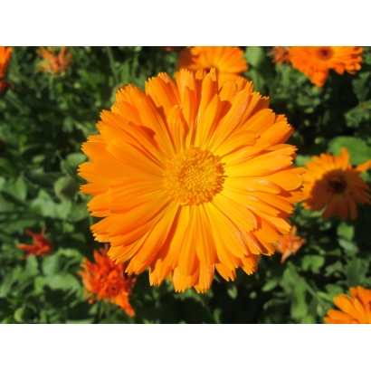 Close-up of an orange calendula flower against green foliage