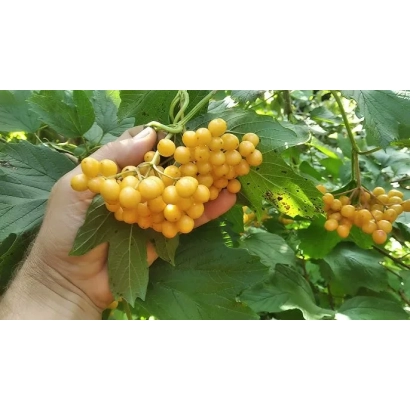 Рука держит гроздь желтой калины на фоне листьев - Ярославна