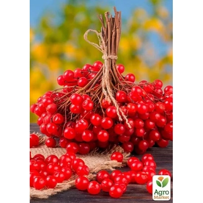 Свежие ягоды калины Рубинова на деревянной поверхности