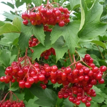 Калина на ветке с зелеными листьями - Шукшинская