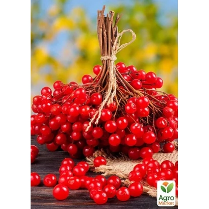 Калина в связке на деревянной поверхности - Украиночка