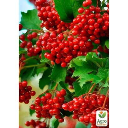 Калина на ветке с красными ягодами и зелёными листьями - Уляна