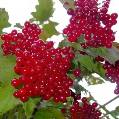 Крупноплодная калина с ягодами на ветке - Великоплидна