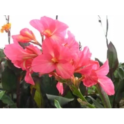 Розовые цветы канна на фоне зелени - Маэстро