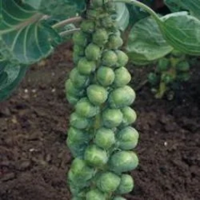 Свежие брюссельские ростки на стебле, сорт Абакус F1