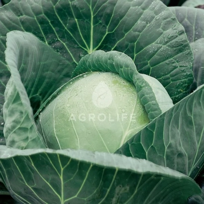 Свежая капуста с логотипом AGROLIFE на поверхности - Адема F1