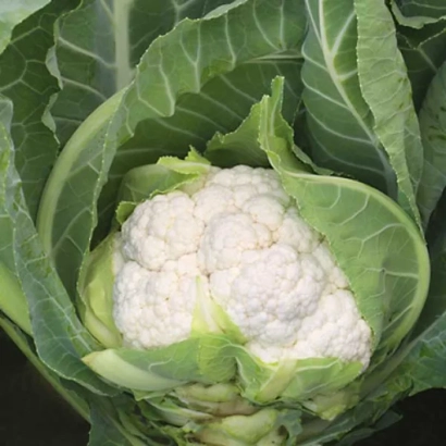 Белокочанная капуста на фоне зелёных листьев - Аероспейс F1