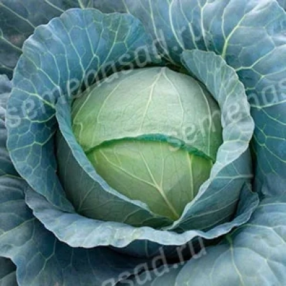 Свежая капуста Яхромский