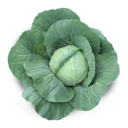 Свежая капуста Акира F1