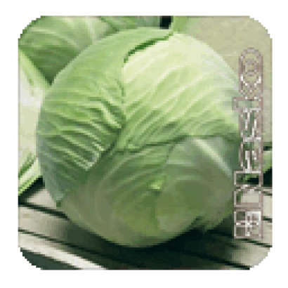 Капуста АКВИЛОН F1 на деревянной поверхности