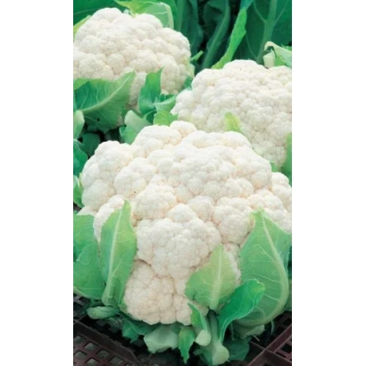 Свежая капуста альфа на грядке