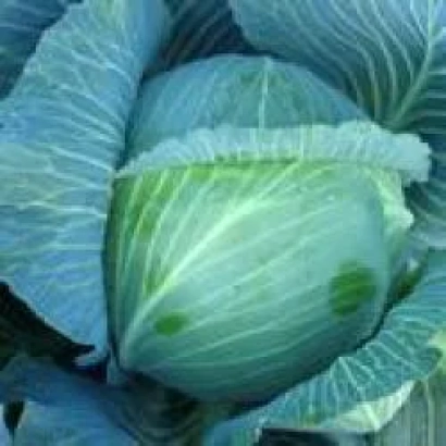 Свежая капуста Альфредо F1