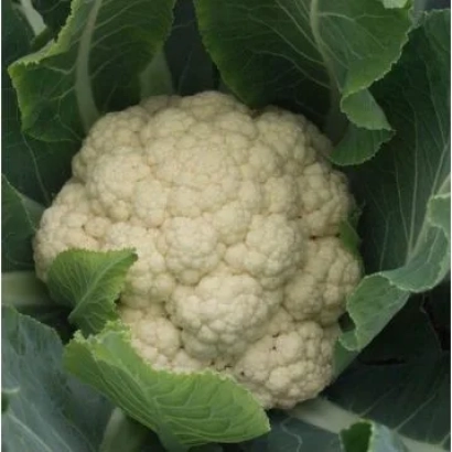 Свежий кочан капусты Алабастра F1 на фоне зеленых листьев