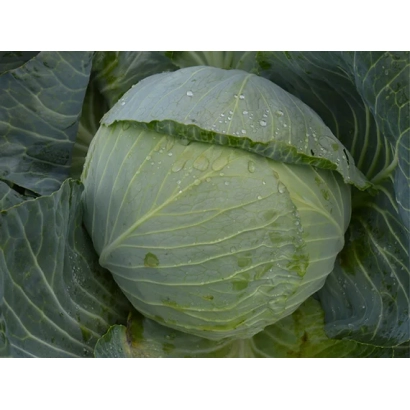 Fresh cabbage on a leafy background - Alanek
