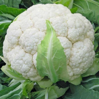 Свежая головка цветной капусты на фоне зелёных листьев - Альтамира F1
