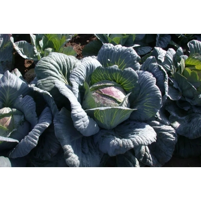 Капуста Амагер 611 на грядке