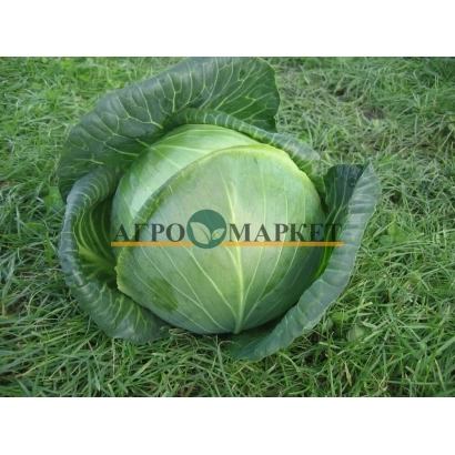 Капуста на траве с логотипом АгроМаркет - Амазинг
