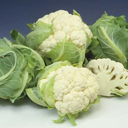 Свежая капуста Америго F1 на белом фоне