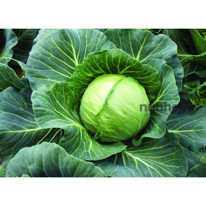 Свежая капуста - Янисоль F1