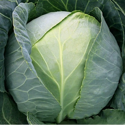 Свежая капуста Артикус