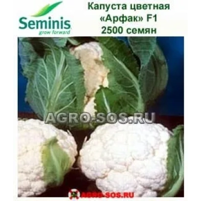 Семена капусты цветной Арфак F1, 2500 семян
