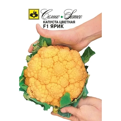 Семена капусты цветной F1 Ярик в руках