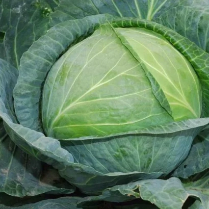 Свежая капуста на фоне листьев - Ярмарка