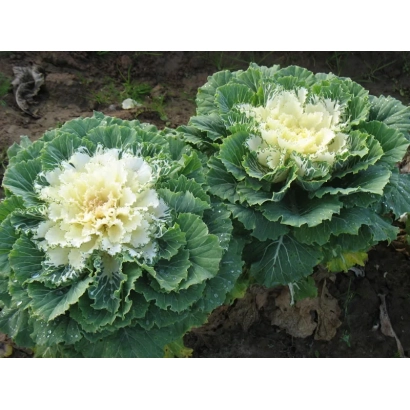 Кочаны капусты сорта Ассоль на грядке