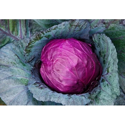 Свежая красная капуста Атлант