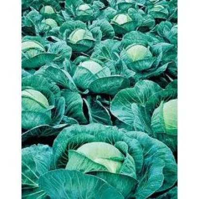 Поле капусты Атриа F1