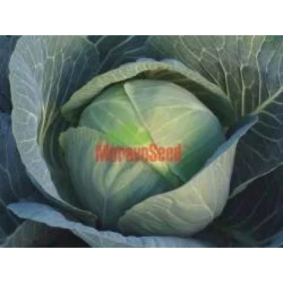 Капуста сорта Моравский, бренд MoravaSeed - АВАК F1