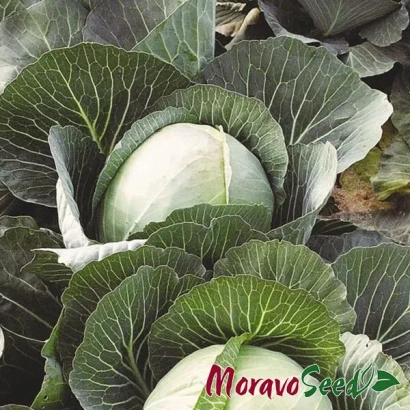 Семена капусты Moravo Seeds на фоне листьев - Авак F1