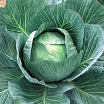 Свежая капуста Авангард