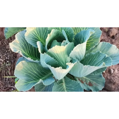 Свежая капуста сорта Августовский на грядке