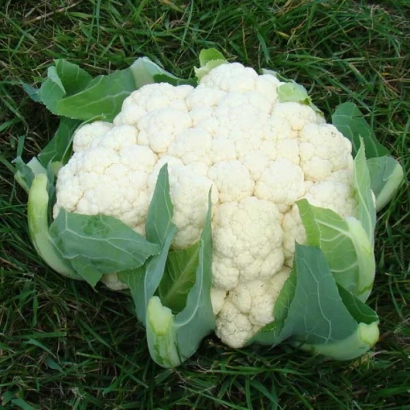 Свежий кочан капусты на зеленой траве - АВИЗО F1